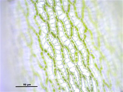 Sphagnum fallax