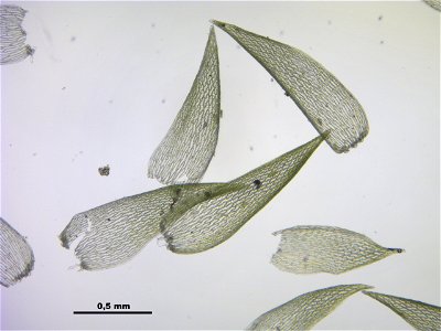 Sphagnum fallax