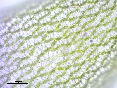 Sphagnum fallax