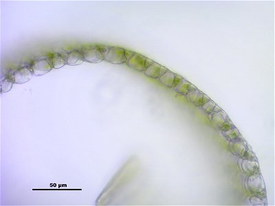 Sphagnum fallax