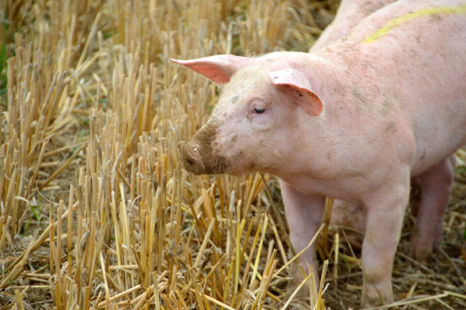Swine piglet mammals