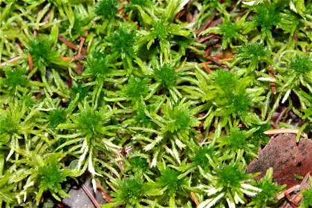 Sphagnum fallax