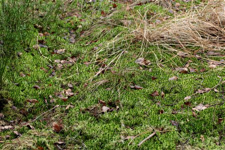 Sphagnum fallax