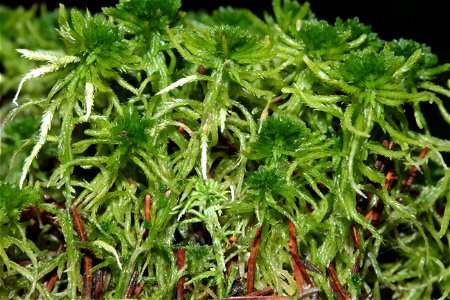 Sphagnum fallax