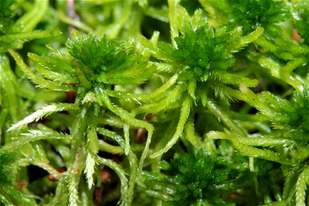 Sphagnum fallax