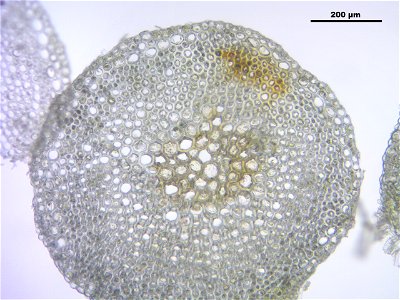 Sphagnum fallax