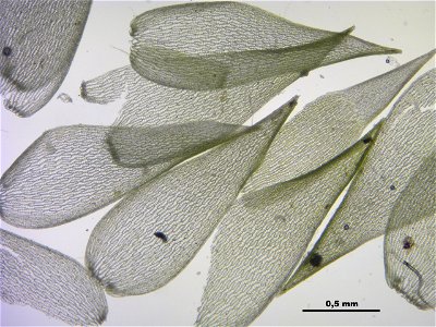 Sphagnum fallax