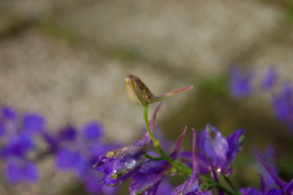 Flower petals bloom