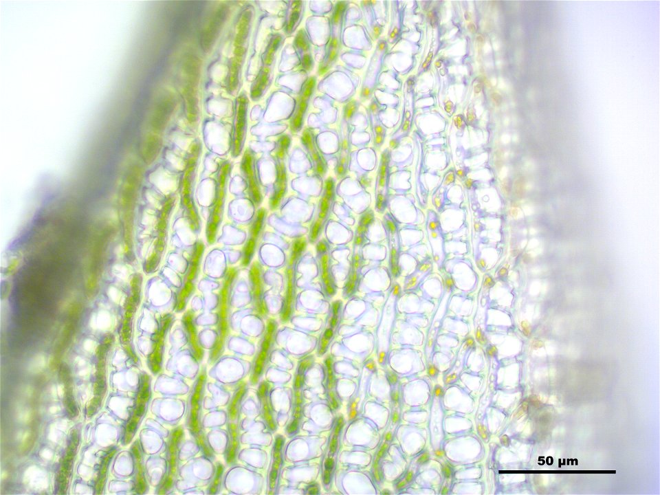 Sphagnum fallax