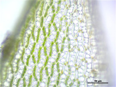 Sphagnum fallax