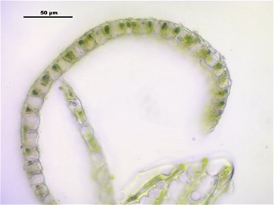 Sphagnum fallax