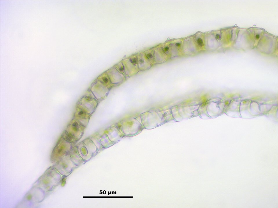 Sphagnum fallax