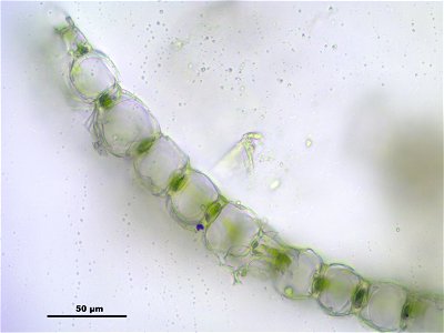 Sphagnum centrale