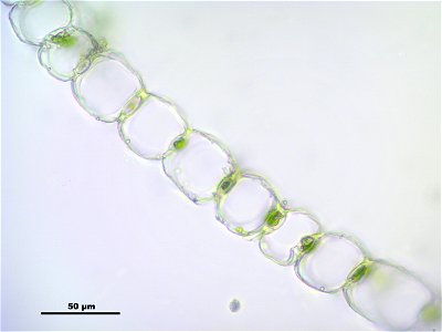 Sphagnum centrale