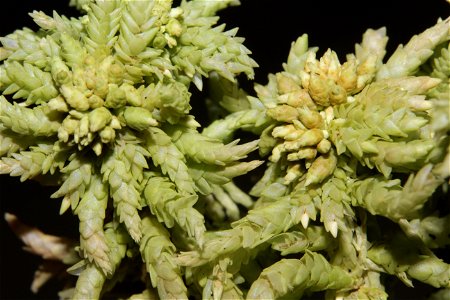 Sphagnum centrale