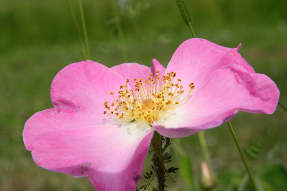 Bloom pink flower