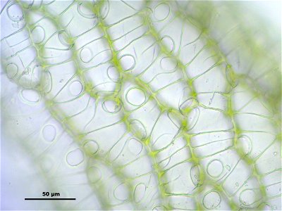 Sphagnum centrale