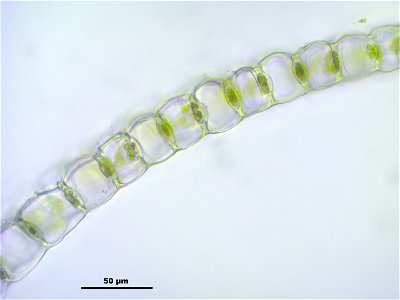 Sphagnum centrale