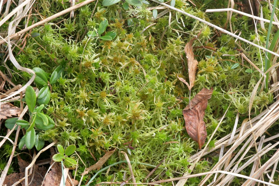 Sphagnum angustifolium