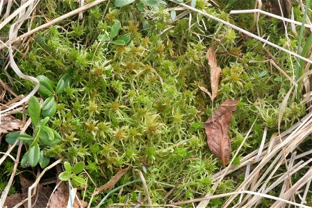 Sphagnum angustifolium
