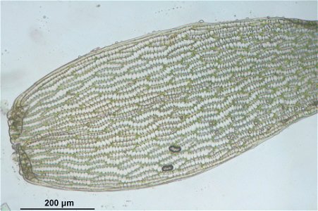 Sphagnum angustifolium