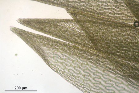 Sphagnum angustifolium