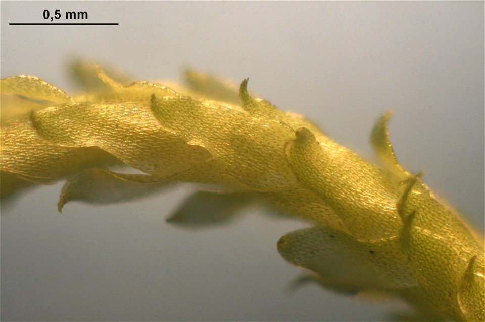Sphagnum angustifolium