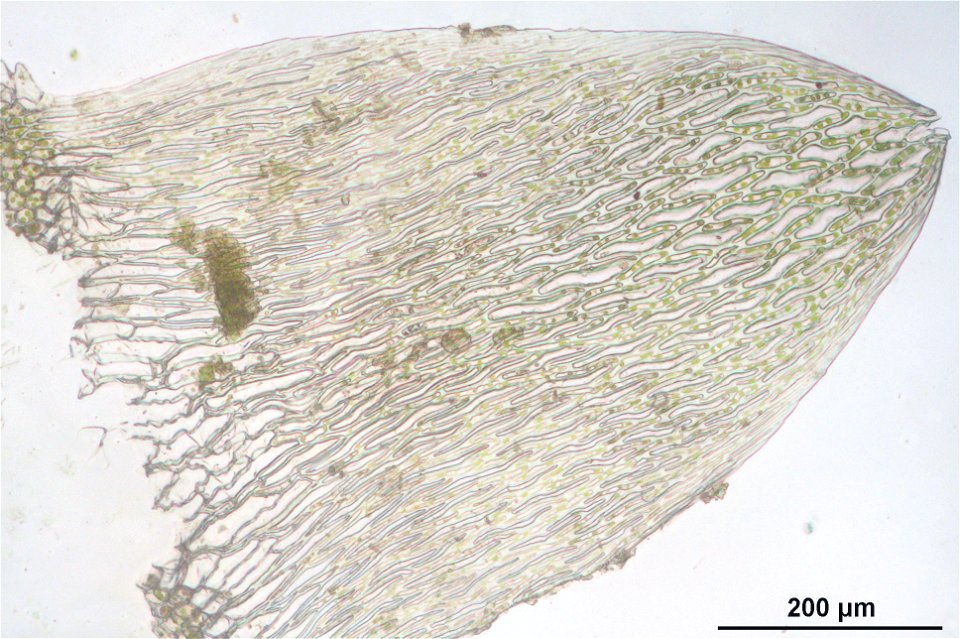 Sphagnum angustifolium