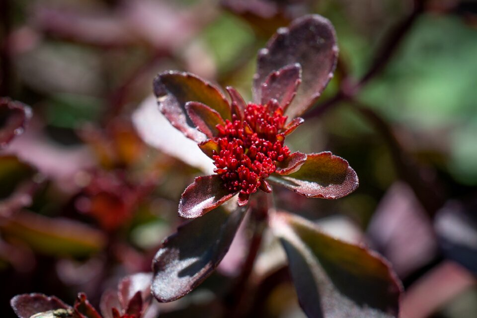 In the garden brown reddish