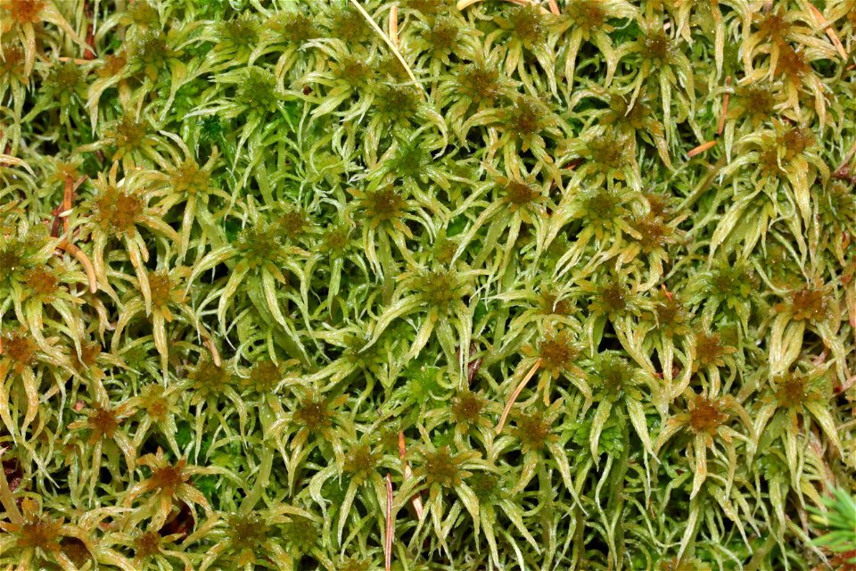 Sphagnum angustifolium