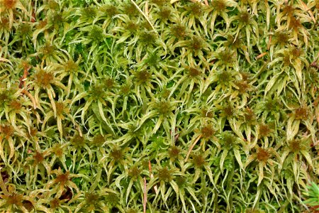 Sphagnum angustifolium