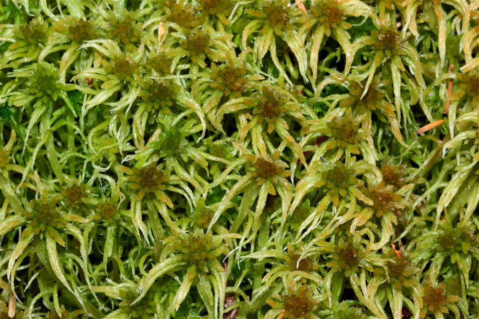 Sphagnum angustifolium