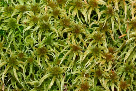 Sphagnum angustifolium