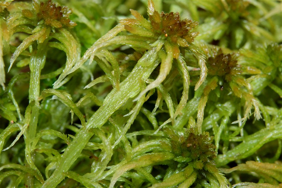Sphagnum angustifolium