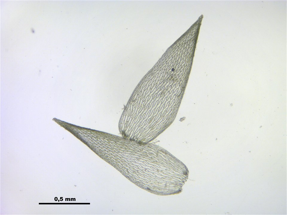 Sphagnum angustifolium