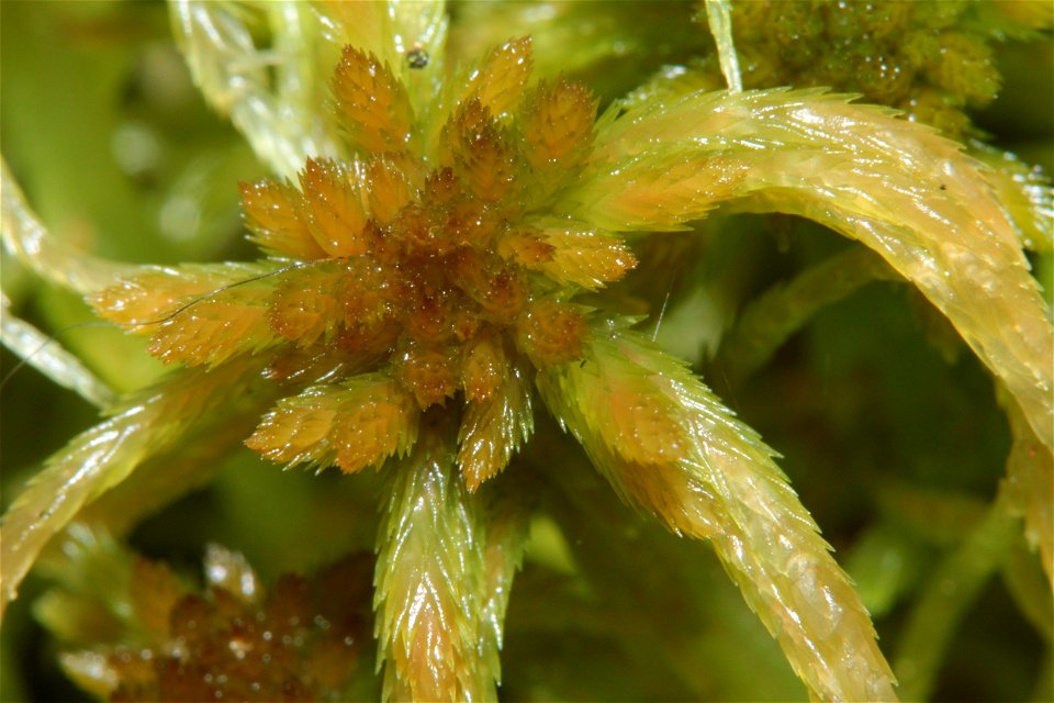 Sphagnum angustifolium