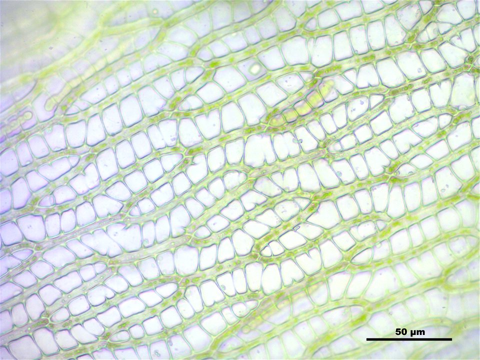 Sphagnum angustifolium