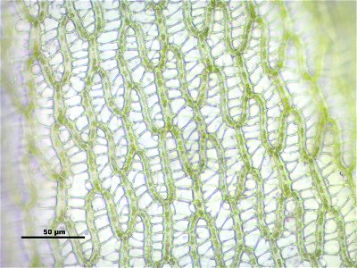 Sphagnum angustifolium