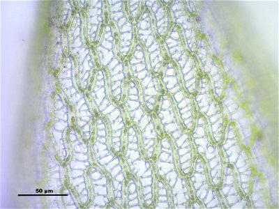 Sphagnum angustifolium