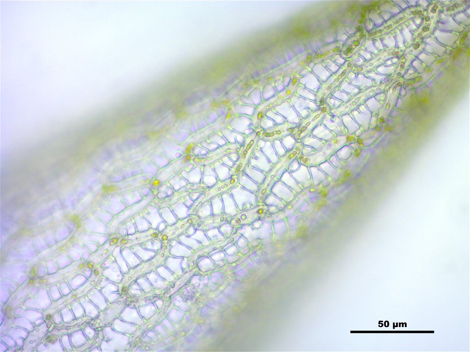 Sphagnum angustifolium