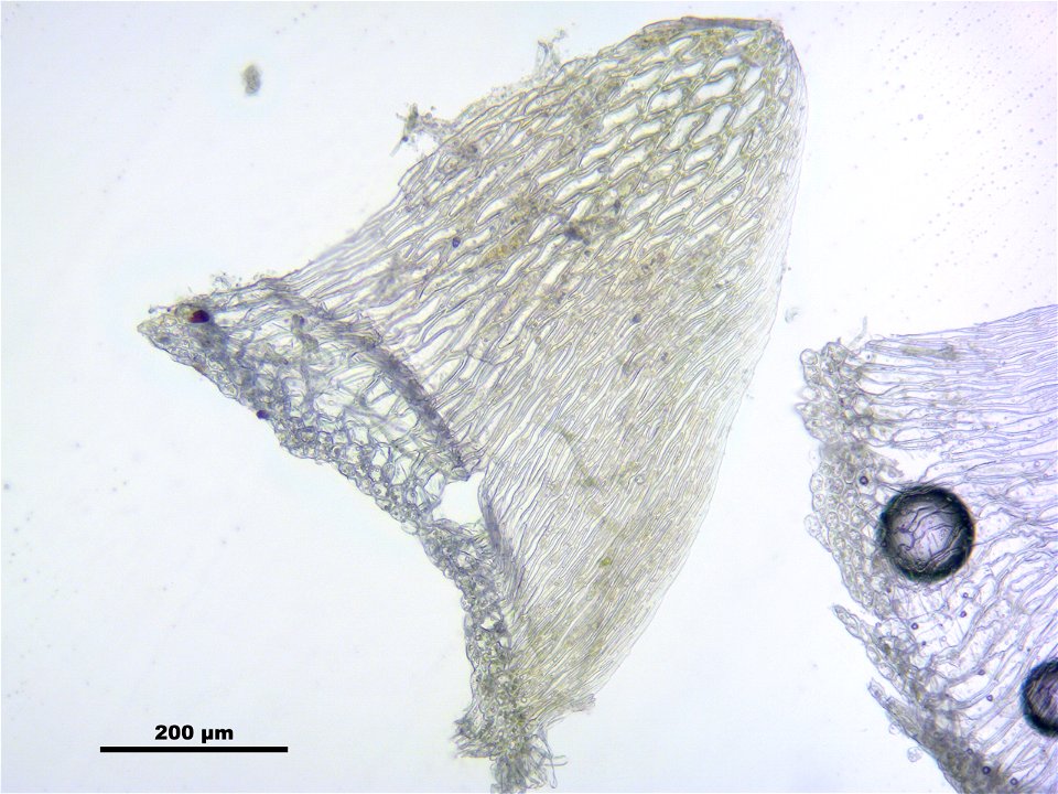 Sphagnum angustifolium