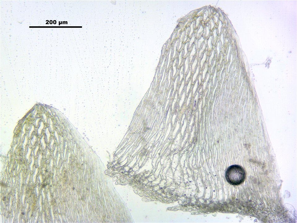 Sphagnum angustifolium