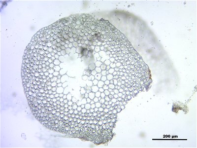 Sphagnum angustifolium