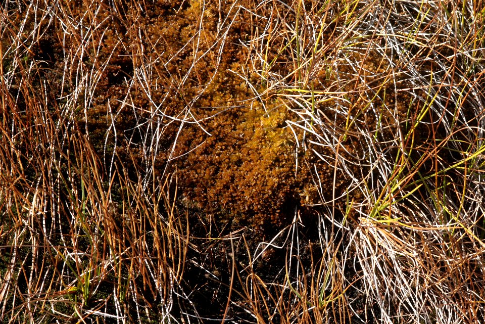 Sphagnum compactum