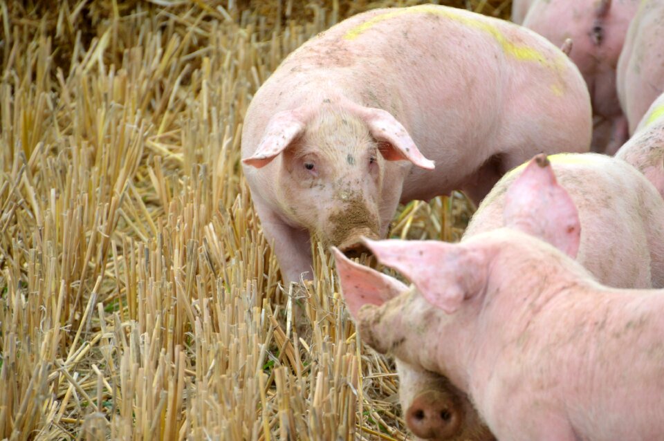 Swine piglet mammals