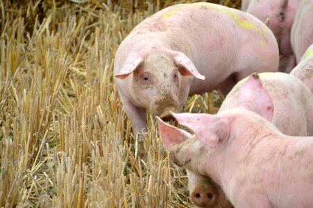 Swine piglet mammals