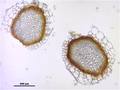 Sphagnum compactum