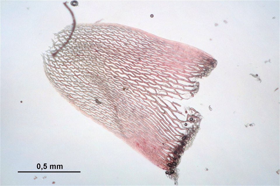 Sphagnum russowii