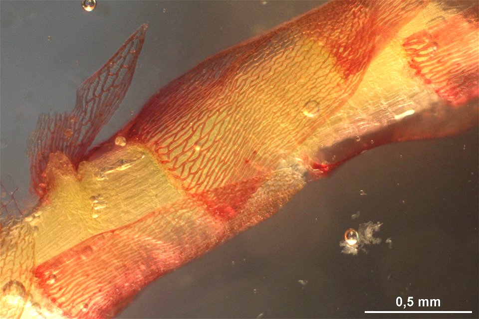 Sphagnum russowii