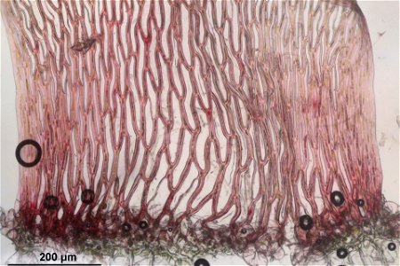 Sphagnum russowii